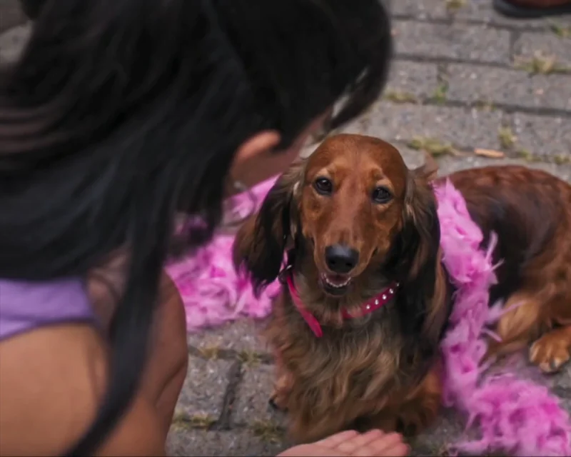 Fashion That Lets Your Paws Show hero image